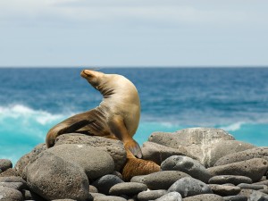 bigstock-Sea-Lion-small